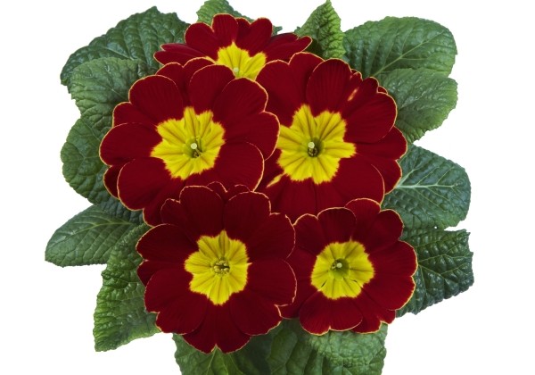 Primula vulgaris Arizona Scarlet