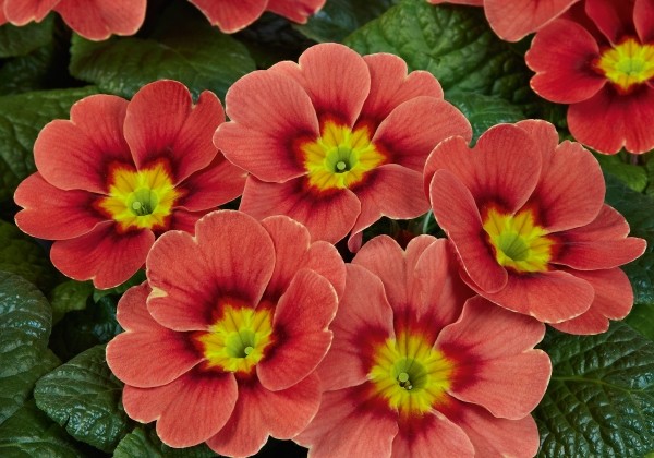 Primula vulgaris Arizona Terracotta