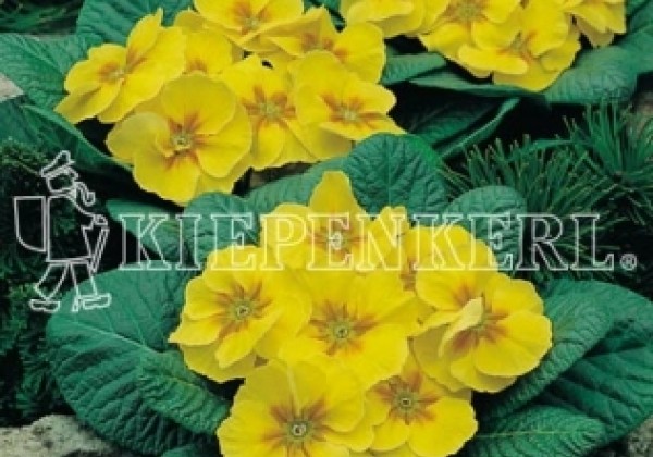 Primula vulgaris Arizona Yellow with Eye