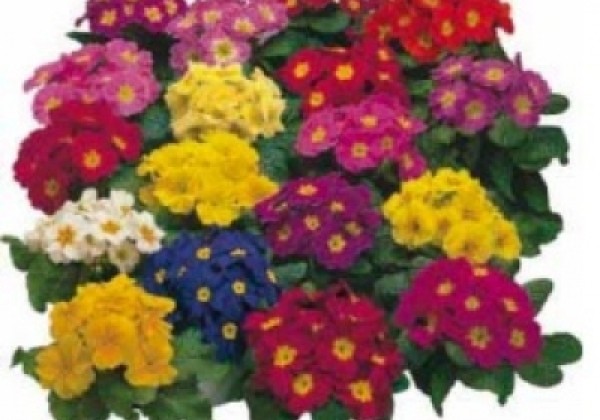 Primula vulgaris Arizona Special Mix