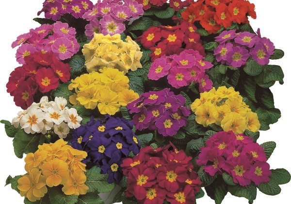 Primula vulgaris Arizona Mix