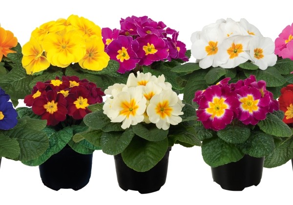 Primula vulgaris Paradiso Early Mix