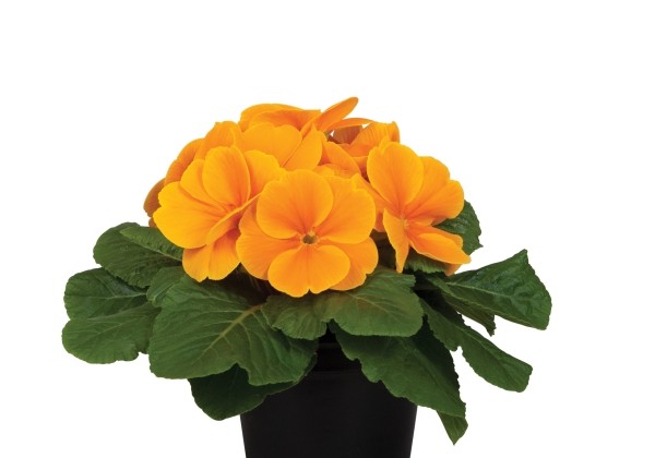 Primula vulgaris Paradiso Mid Orange