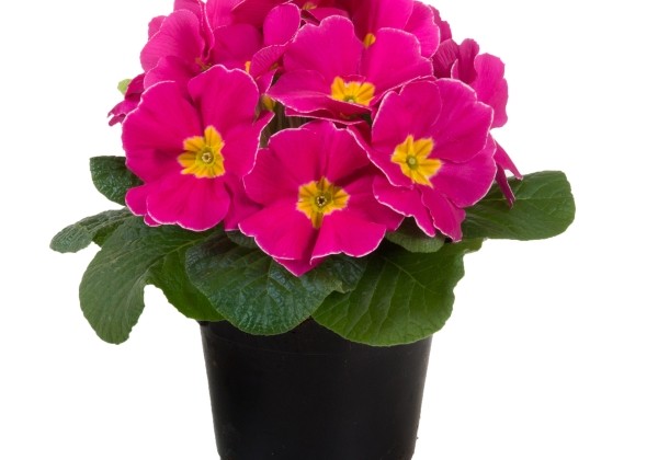 Primula vulgaris Paradiso Mid Pink