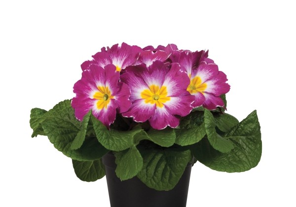 Primula vulgaris Paradiso Mid Violet Bicolour