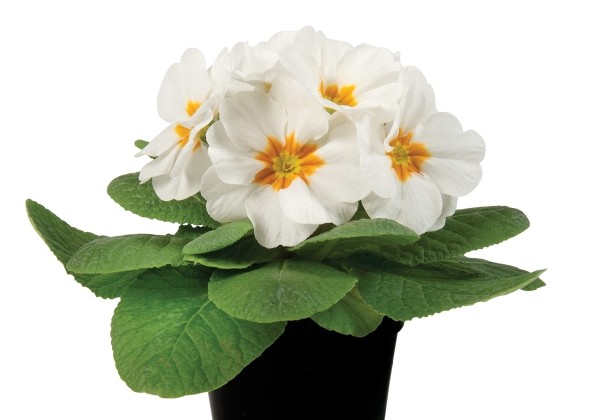 Primula vulgaris Paradiso Mid White