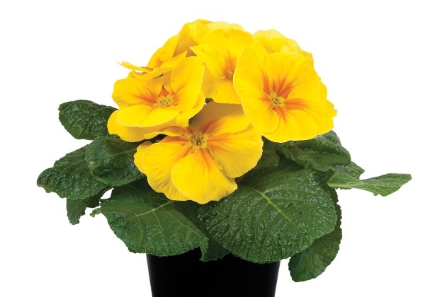 Primula vulgaris Paradiso Mid Yellow