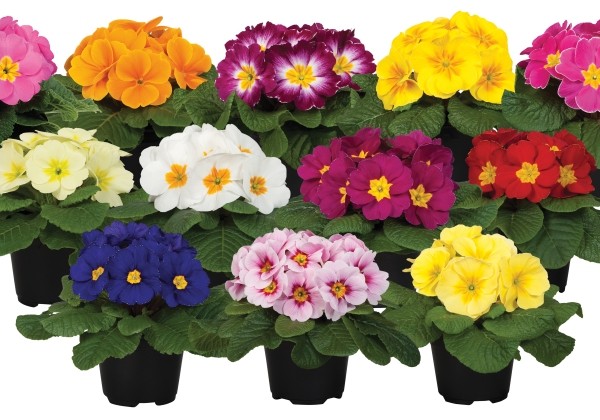 Primula vulgaris Paradiso Mid Mix