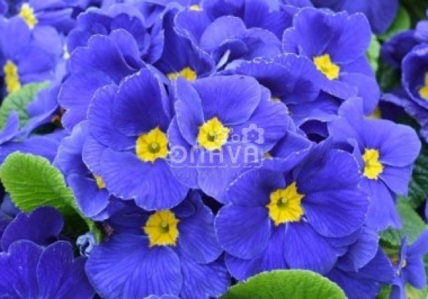 Primula vulgaris Herkules Blue