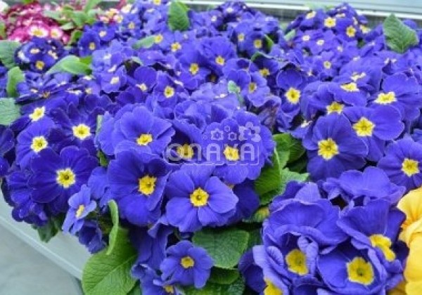 Primula vulgaris Herkules Blue