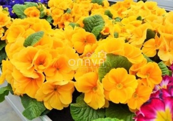 Primula vulgaris Herkules Orange