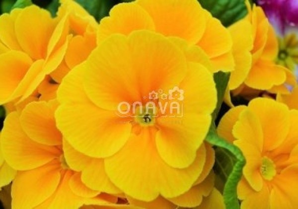 Primula vulgaris Herkules Orange