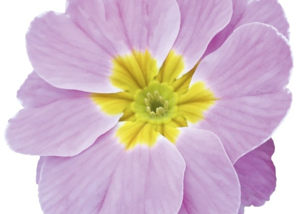 Primula vulgaris Herkules Pink
