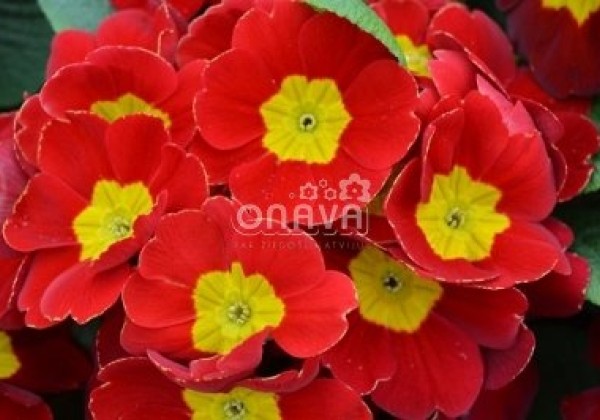 Primula vulgaris Herkules Red