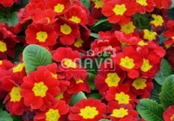 Primula vulgaris Herkules Red