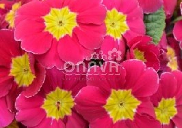 Primula vulgaris Herkules Rose