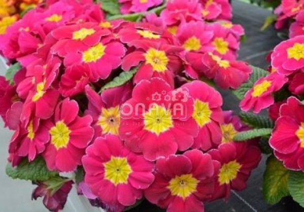 Primula vulgaris Herkules Rose
