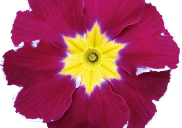 Primula vulgaris Herkules Violet