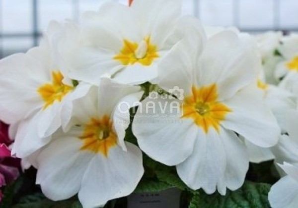 Primula vulgaris Herkules White