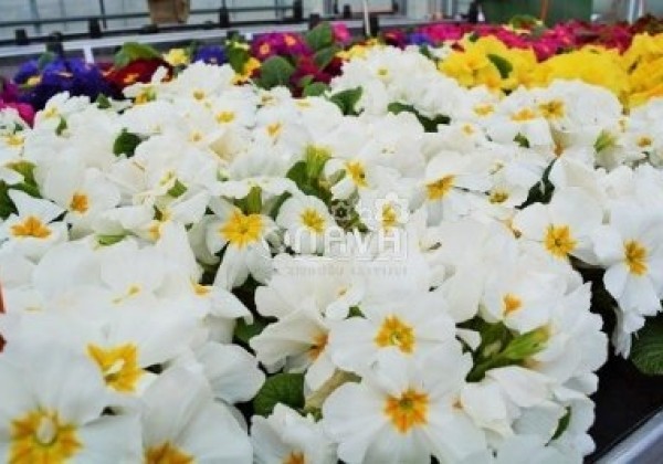 Primula vulgaris Herkules White