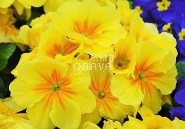 Primula vulgaris Herkules Yellow