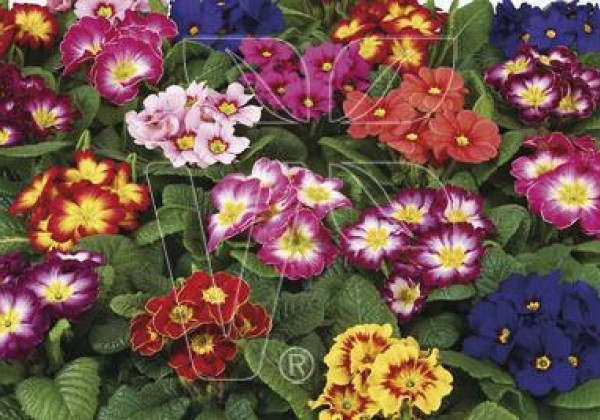 Primula vulgaris Herkules Bicolor Mix