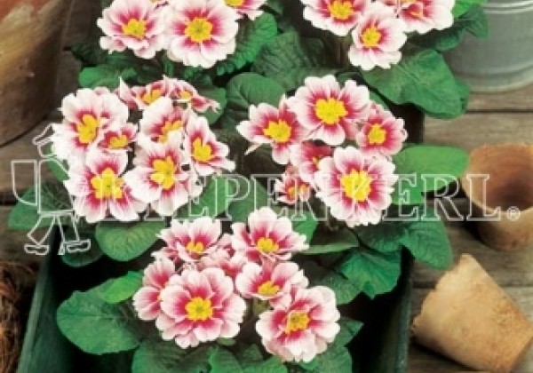 Primula vulgaris Dakota Appleblossom