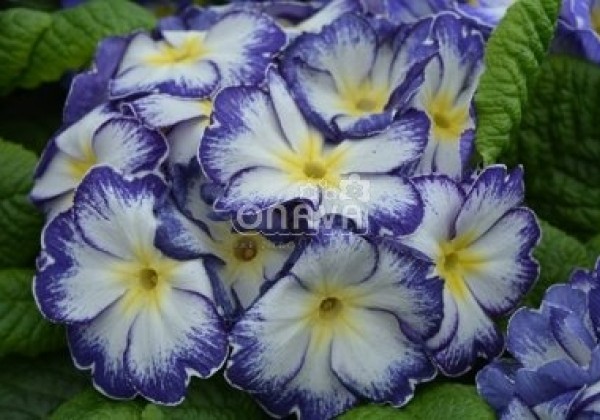 Primula vulgaris Dakota Bicolor Blue