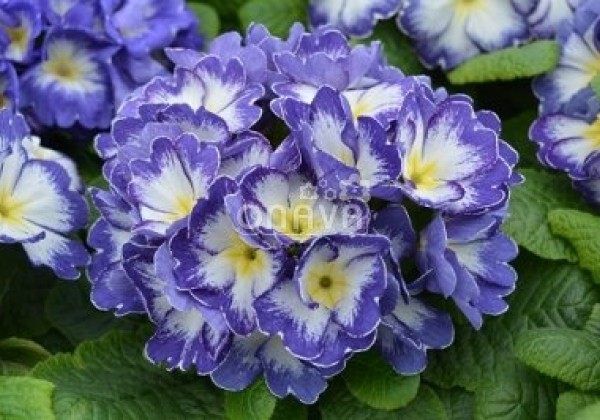 Primula vulgaris Dakota Bicolor Blue