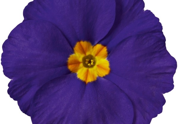 Primula vulgaris Dakota Blue