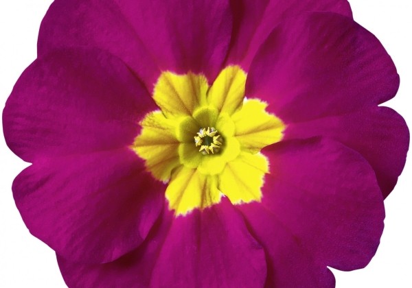 Primula vulgaris Dakota Rose