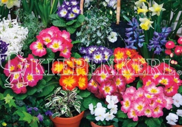 Primula vulgaris Dakota Bicolor Mix