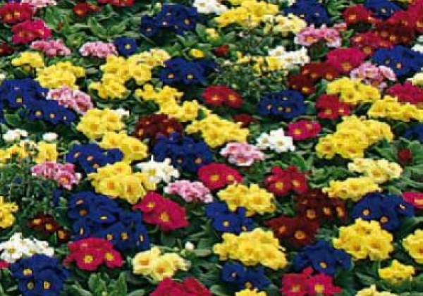 Primula vulgaris Dakota Special Mix