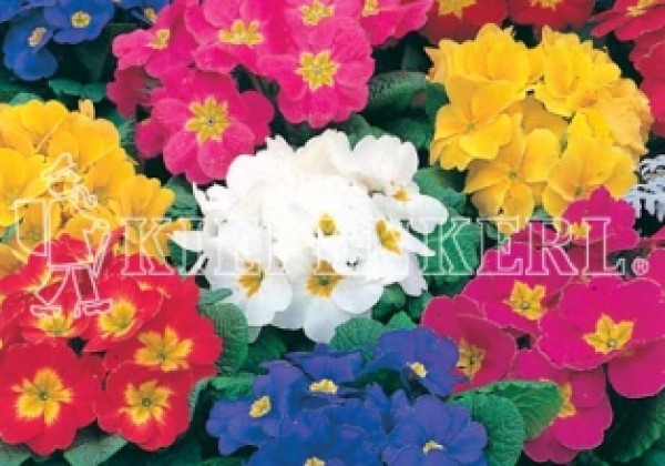 Primula vulgaris Utah Mix