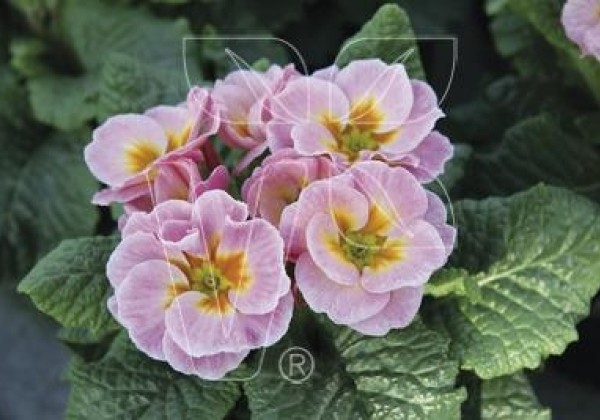 Primula vulgaris Girl's Delight Pink Shades