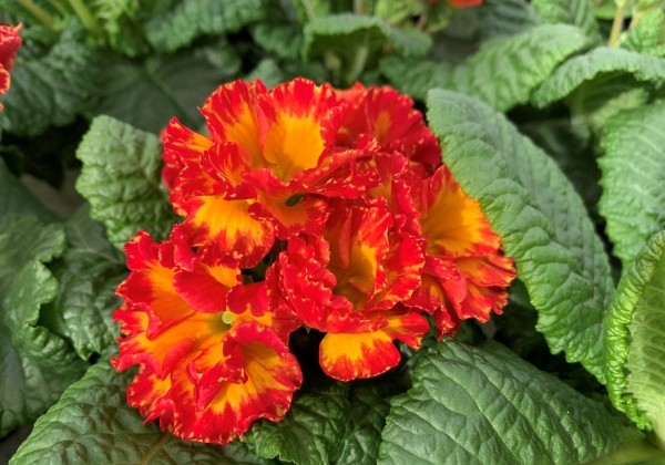 Primula vulgaris Girl's Delight Red Shades
