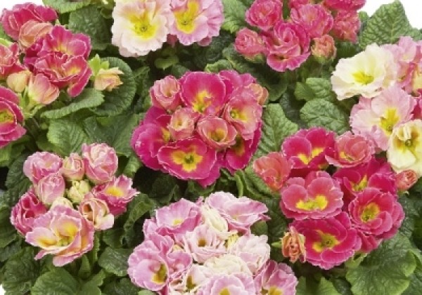 Primula vulgaris Girl's Delight Rose Shades