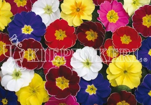 Primula vulgaris Colorado Mix