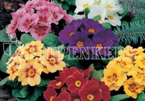 Primula vulgaris Esperanta Mix