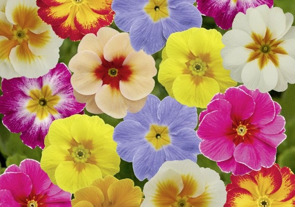 Primula vulgaris Lucia Gaudy Mix