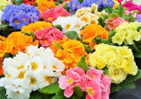 Primula vulgaris Lucia Sweet Mix