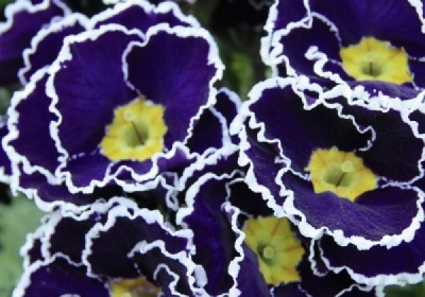Primula vulgaris Sacarina Blue
