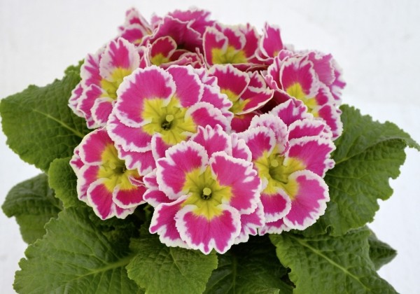 Primula vulgaris Sacarina Rose