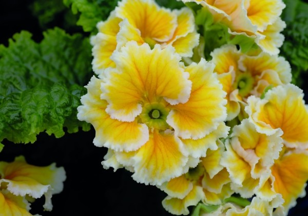 Primula vulgaris Sacarina Yellow
