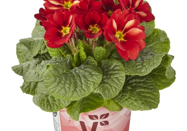 Primula vulgaris Starlias Red & Yellow