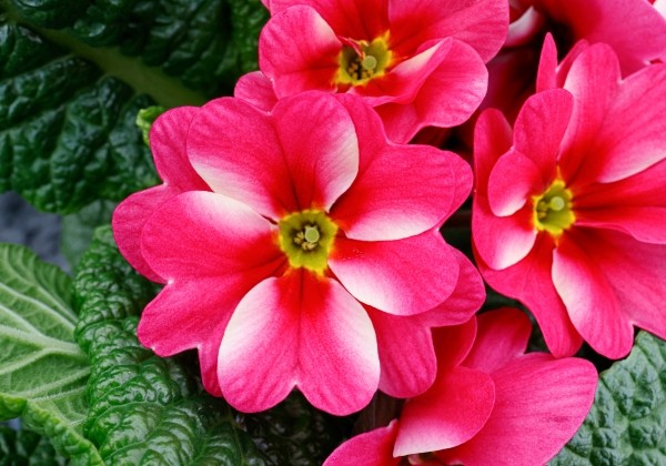 Primula vulgaris Starlias Rose & Cream