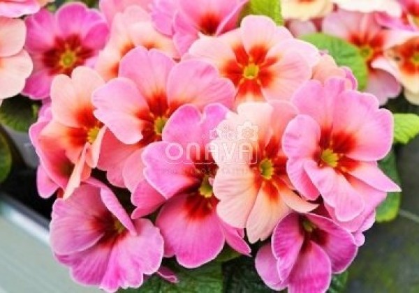 Primula vulgaris Jupiter Champagne