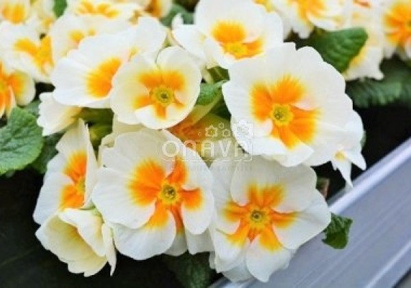 Primula vulgaris Jupiter Gold Splash