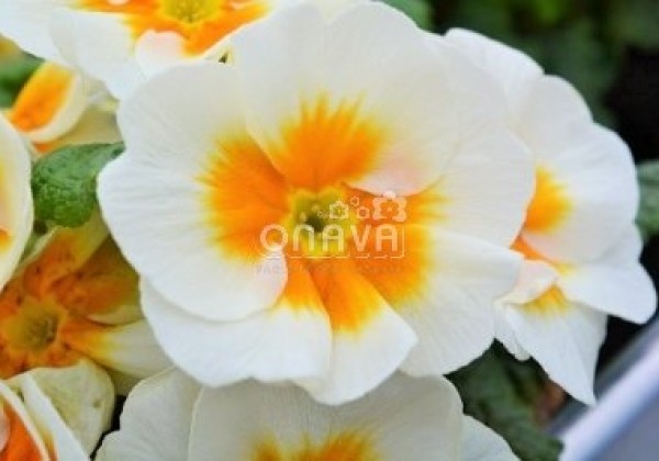 Primula vulgaris Jupiter Gold Splash