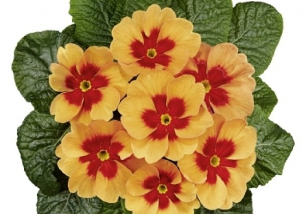 Primula vulgaris Jupiter Orange Glow